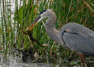 Great Blue Heron Catches Frog At Sweetwater Wetlands