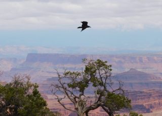 Raven Enjoying A Bird’s Eye View Of Canyonlands NP