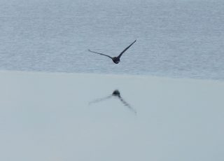 Anhinga Reflected Flying Low At Paynes Prairie Wetland