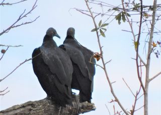 Two Vultures On A Tree Branch Overlooking Paynes Prairie