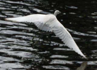 Great White Egret Flying At Silver Springs