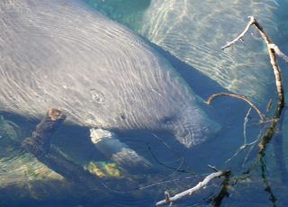 Manatees Staying Warm At Blue Springs State Park