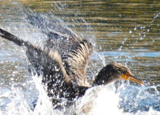 Cormorant Splashing And Cleaning His Feathers At Silver  Springs