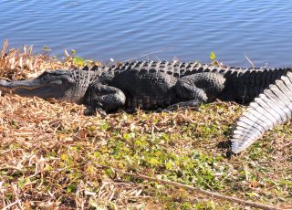 Gator Shows Off His Tail While Sunning On La Chua Trail