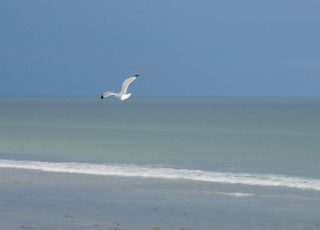 Seagull Taking Flight Over Daytona Beach