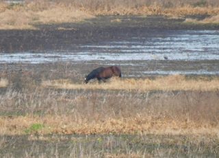Lone Wild Horse Grazing At Paynes Prairie