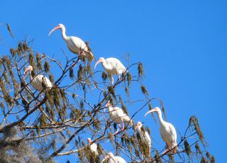 Flock Of Ibis Invade Tree Near Blue Springs