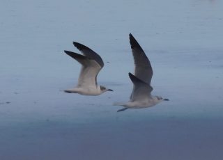 Seagulls Flying At Daytona Beach