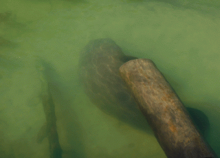 Manatee Frolics With Underwater Log At Blue Springs State Park