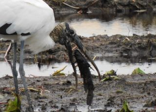 Wood Stork Snacking On A Small Catfish At Payne’s Prairie Wetland