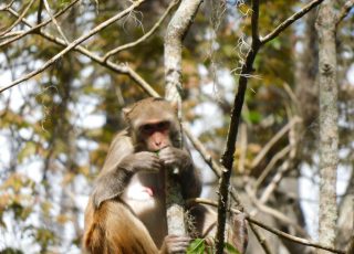 Silver Springs Monkey Snacks On Berries Along Ross Allen Boardwalk