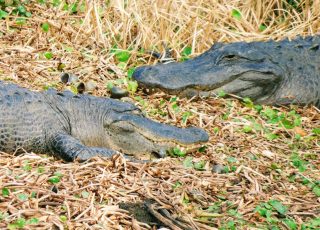 Pair Of Gators Eye-to-Eye At Paynes Prairie