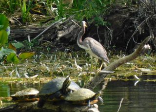 Heron Hanging Out While Turtles Rest On A Tree Stump