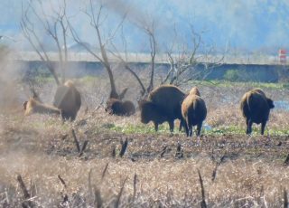 Wild Bison On Alachua Savanna, Viewed From Bolen Bluff Trail at Payne’s Prairie State Park