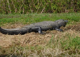 Giant Gator Sunning At Lake Apopka Wildlife Deive