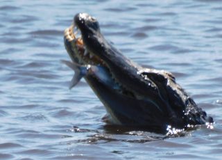 Payne’s Prairie Gator Catches A Fish