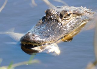 Alligator Shows Off His Delicious Fish Lunch