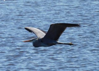 Great Blue Heron Takes Off At Payne’s Prairie