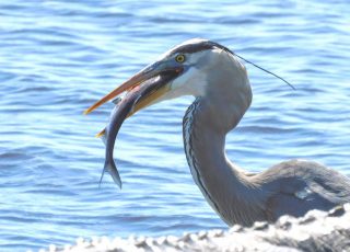 Great Blue Herron Snacks On A Small Fish