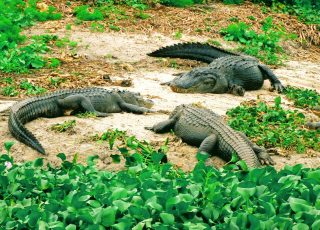 Trio Of Gators Sunning At La Chua Trail