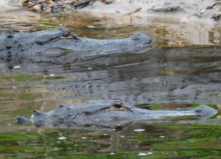 Pair Of Gators Reflected While Swimming At Payne’s Prairie Wetland