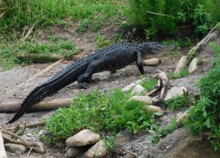Gator Walks Out Of Water Onto Creek Bank