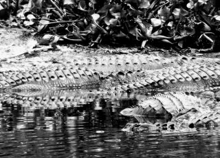 Close Up Of Gators Osteotherm Backs Sunning At La Chua Trail