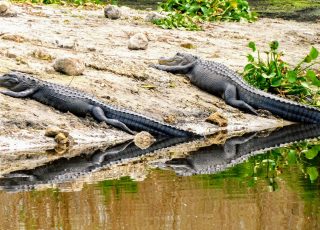 Gators Reflected While Sunning At La Chua Trail Wetland