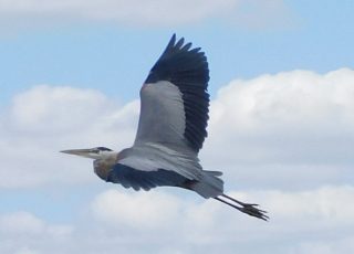 Great Blue Heron Takes Flight At La Chua Trail