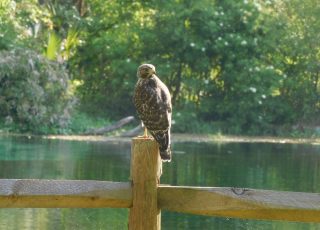 Hawk Poses On A Fence Post At Silver Springs