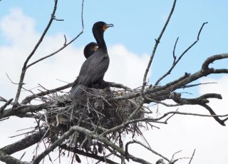Pair Of Cormorants Nesting At Silver Springs