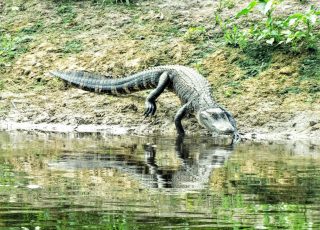 Alligator Taking A Dip At La Chua Trail At Paynes Prairie