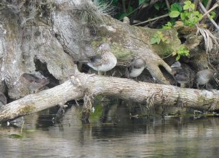 Family of Wood Duck Ducklings On A Tree Root At Silver Springs