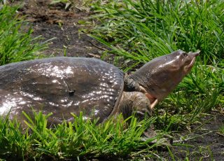Soft Shell Turtle Makes His Way Across LaChua Trail