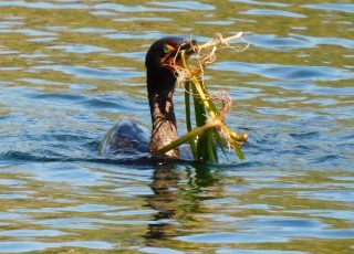 Cormorant Catches A Mouthful Of Underwater Vegetation