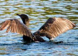 Young Cormorant Practices Water Take-Off At Silver Springs