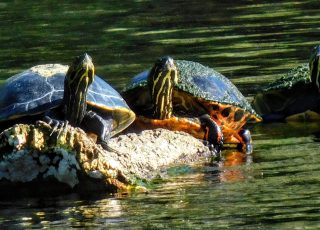 Trio of Turtles Share A Log In Silver River