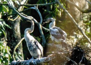 Young Anhingas In A Nest At Silver Springs