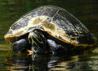 Yellow-Bellied Cooter Turtle At Silver Springs
