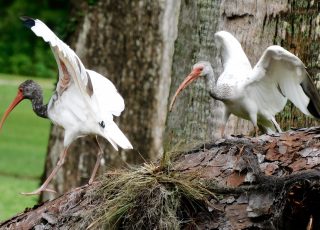 Pair Of Ibis Flap Their Wings Atop A Fallen Tree