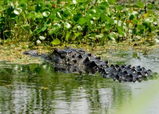 Lake Apopka Gator Shows Off His Scaley Back