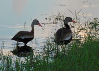 Pair Of Whistling Ducks Near Sunset At Payne’s Prairie