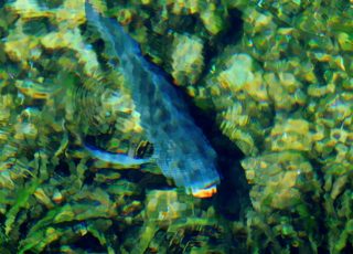 Fish Swimming Underwater At Silver Springs Headspring