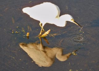Snowy Egret Reflected In A Pond At Sweetwater Wetlands