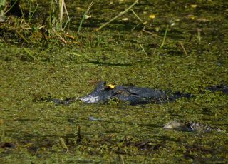 Gator and Babies Sunning In Vegetation At Lake Apopka Wildlife Drive