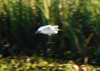Egret Flying At Sweetwater Wetlands Park