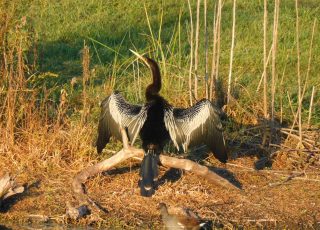 Anhinga Drying Feathers As Sun Sets At Sweetwater Wetlands