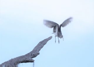 Little Blue Heron Flies Off Tree Branch At Paynes Prairie