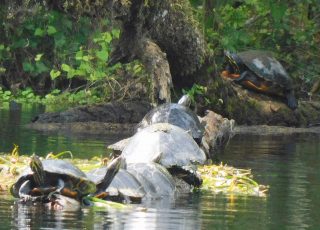 Turtles lined up on a log in Silver River