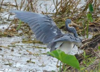 Great Blue Heron Flapping Its Wings At Lake Apopka North Shore